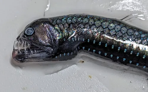 Dana Viperfish