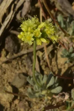 Cusick's Buckwheat thumbnail 4