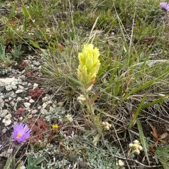 western paintbrush thumbnail 4