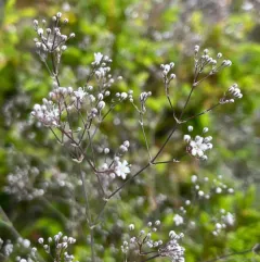baby's-breath thumbnail 4