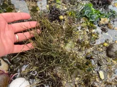 Phyllochaetopterus prolifica thumbnail 3
