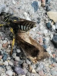 Stictiella emarginata thumbnail 3