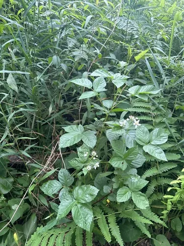 Wheeler's Blackberry