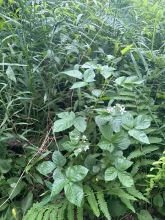 Wheeler's Blackberry thumbnail 1