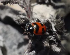 American Five-spotted Lady Beetle thumbnail 4