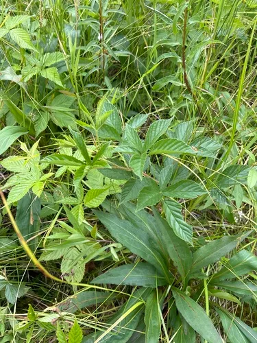 Wisconsin dewberry