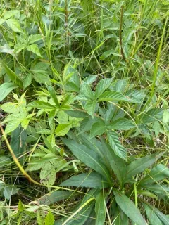 Wisconsin dewberry thumbnail 1