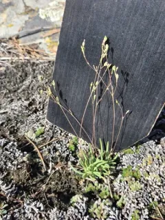 Rocky Mountain Fameflower thumbnail 1