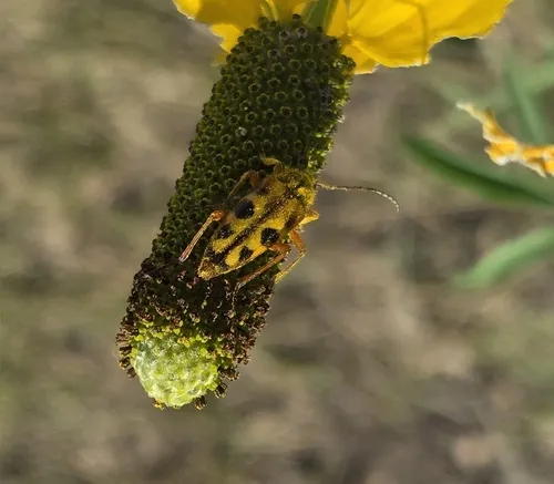 Eight-spotted Flower Longhorn Beetle