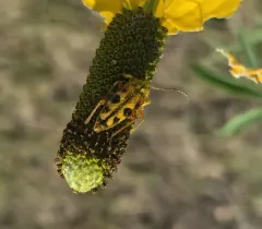 Eight-spotted Flower Longhorn Beetle thumbnail 1