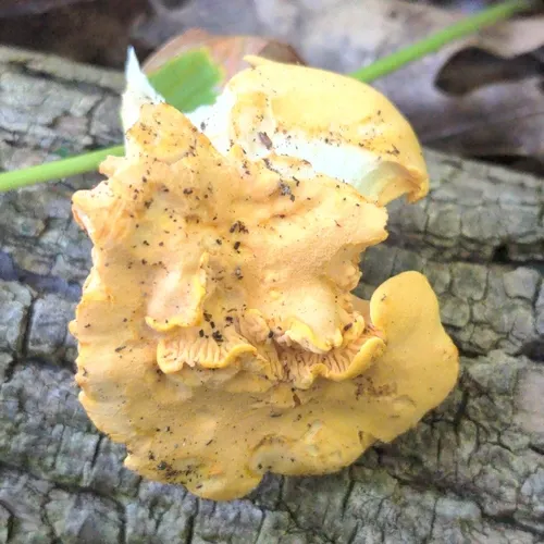 Cantharellus velutinus