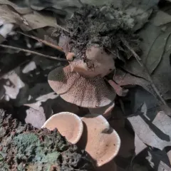 Velvet Tooth thumbnail 3