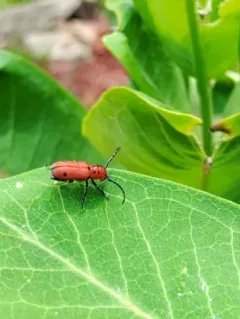 Tetraopes quinquemaculatus thumbnail 4