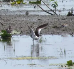 Common Redshank thumbnail 2