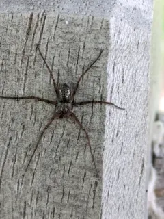 Turf Running Spider thumbnail 3