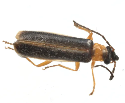 Rhagonycha mollis