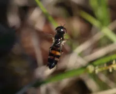 Fourspot Sedgesitter thumbnail 4