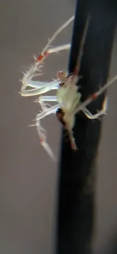 Araneus niveus thumbnail 3