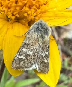 White-spotted Midget thumbnail 3