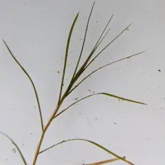 Straightleaf Pondweed thumbnail 4