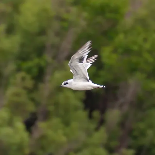 Little Gull