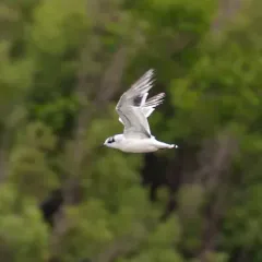 Little Gull thumbnail 1