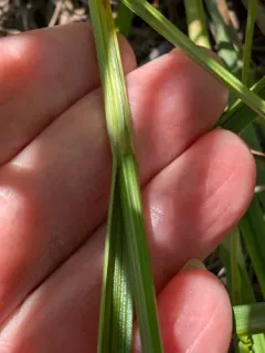 silvery-flowered sedge thumbnail 4
