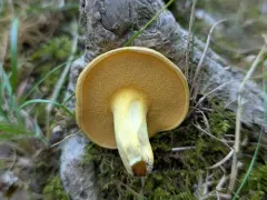 Suillus subaureus thumbnail 3