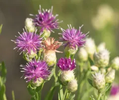 Russian knapweed thumbnail 4
