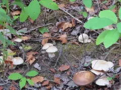 Entoloma subsinuatum thumbnail 3