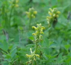 Mount Rainier lousewort thumbnail 4
