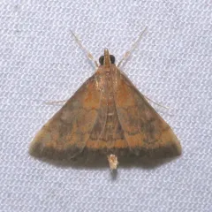 Variable Reddish Pyrausta Moth thumbnail 1