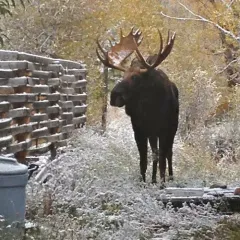 Moose thumbnail 4