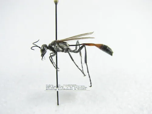 Ammophila cleopatra