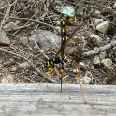 Norton's Giant Ichneumonid Wasp thumbnail 3