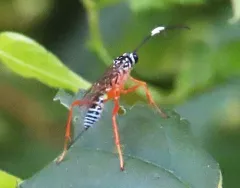 Polycyrtus neglectus thumbnail 3