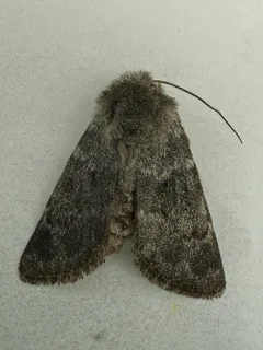 Lasionycta uniformis thumbnail 4