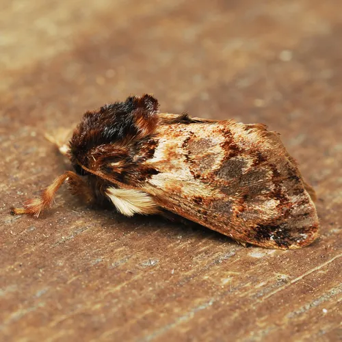 Hag Moth