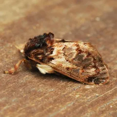 Hag Moth thumbnail 1