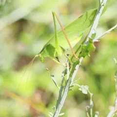 Curve-tailed Bush Katydid thumbnail 3