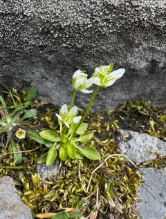 Kotzebue's Grass-of-Parnassus thumbnail 4