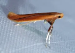 Cherry Leaf-cone Caterpillar Moth thumbnail 4