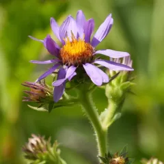 thickstem aster thumbnail 3