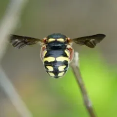 Anthidiellum boreale thumbnail 3