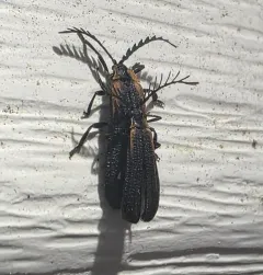 Leptoceletes basalis thumbnail 4