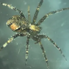 Philodromus josemitensis thumbnail 4