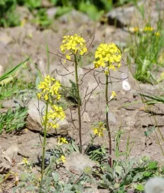 Cascade wallflower thumbnail 4