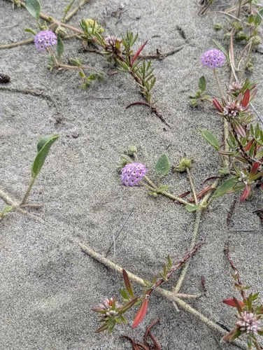 Pink Sand Verbena