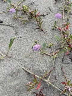 Pink Sand Verbena thumbnail 1