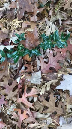 Chinese holly thumbnail 2